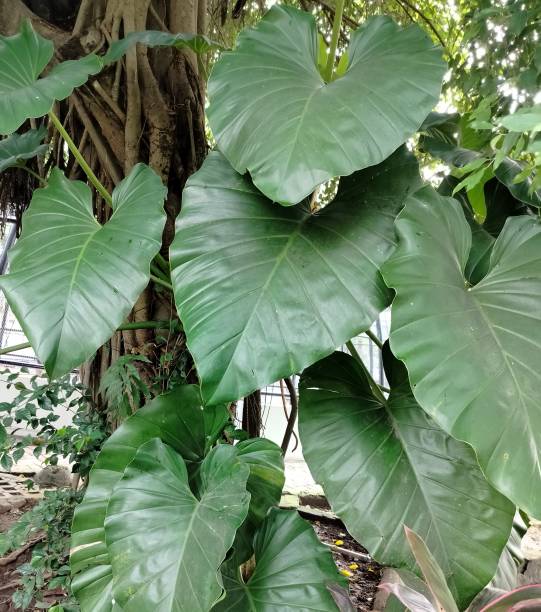 texture of giant philodendron - rainforest cheese plant philodendron leaf vein imagens e fotografias de stock