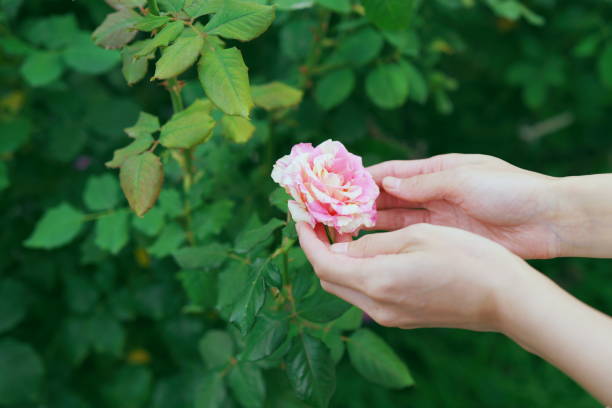 istock Pictures of roses. 2054514881