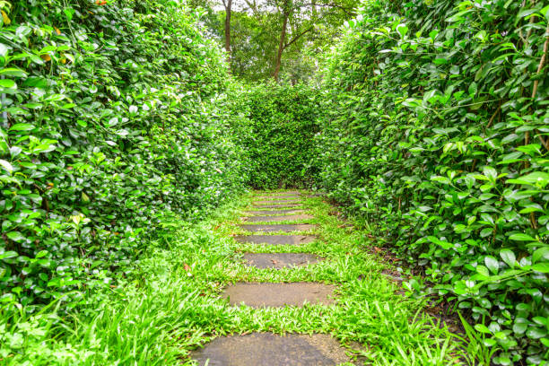 Pathway through hedge maze. Inside view of outdoor garden labyrinth. Scenic passage is made of vertical hedges. Amazing green walls.