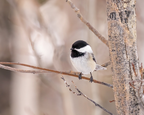 A Black-capped Chickadee stays warm under his fluffy feathers