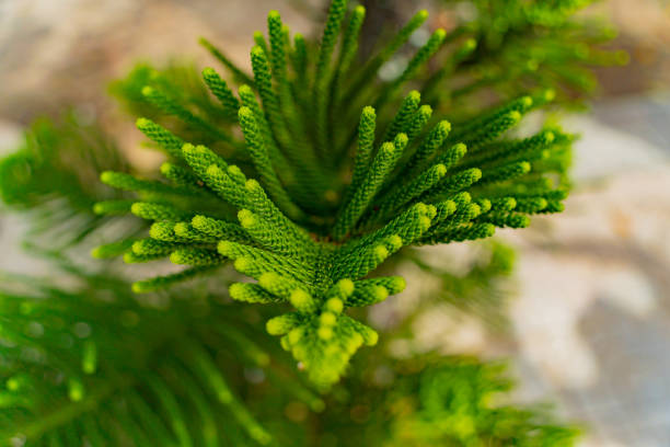 An evergreen coniferous tree from the genus Araucaria of the family Araucariaceae.
