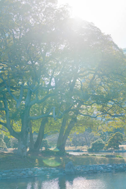 Beautiful sunlight pouring into the Japanese garden