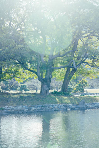 Spring nature background with wetland park and pond