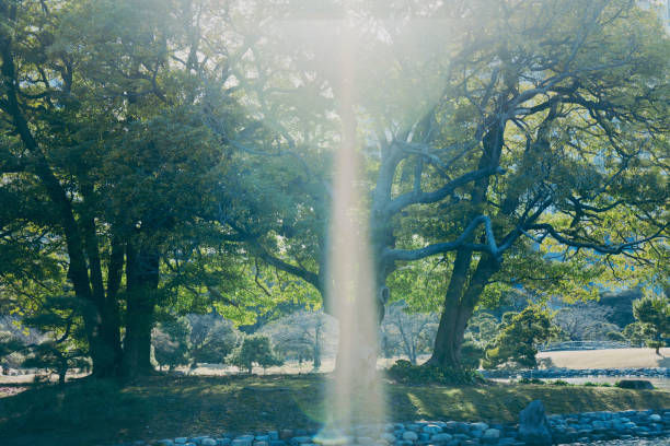 Beautiful sunlight pouring into the Japanese garden
