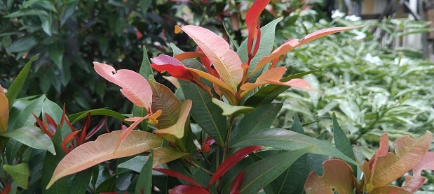 Pucuk merah or Syzygium oleana is a shrub that is popular as an ornamental plant