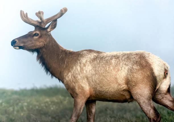 Free picture: tule, elk, grassy, meadow