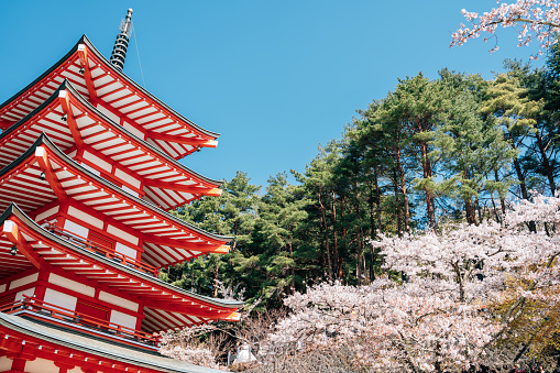 Yamanashi, Japan - April 9, 2023 : Arakurayama Sengen Park Chureito Pagoda with cherry blossoms