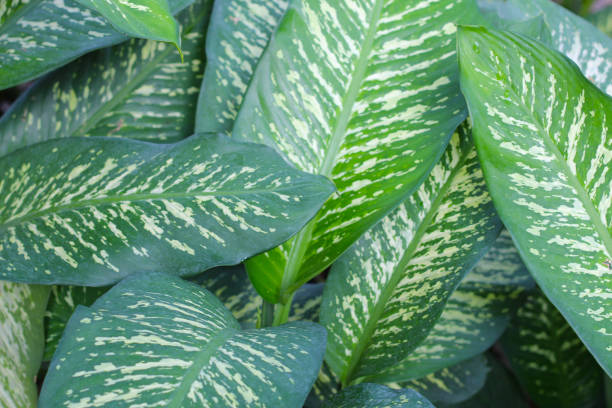 istock White and green leaves aglonema plant 2054624253