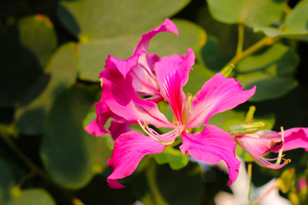 istock Pink purple flower of orchid tree 2054626329