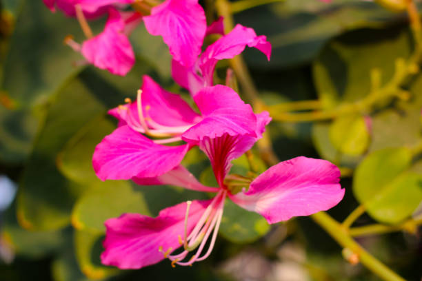 istock Pink purple flower of orchid tree 2054627903