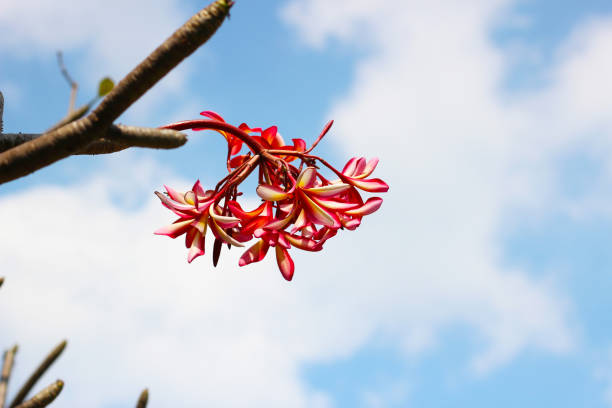 Red flowers of a frangipani tree, Thailand.
