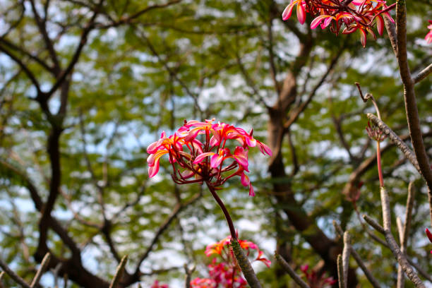 Beautiful plumeria flower on the tree