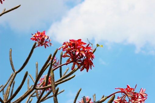 Beautiful plumeria flower on the tree