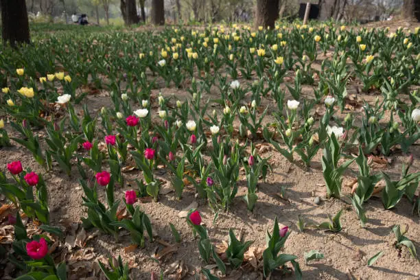 Photo of Colorful Tulips at Seoul Forest. Third Largest Park in Seoul, South Korea