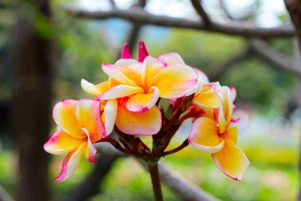 Beautiful plumeria flower on the tree