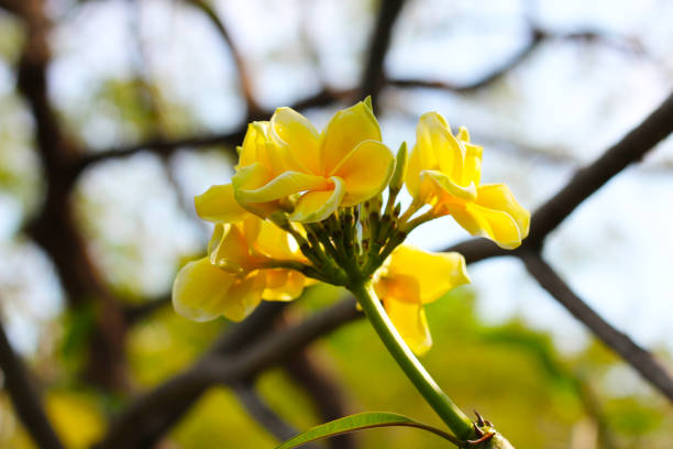 Beautiful plumeria flower on the tree