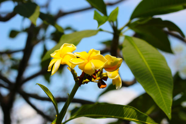 Beautiful plumeria flower on the tree
