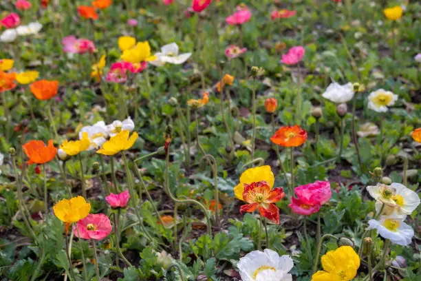 Photo of Colorful Flowers at Seoul Forest. Third Largest Park in Seoul, South Korea