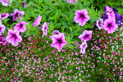 Supertunia flowers with gypsophila flowers in the garden