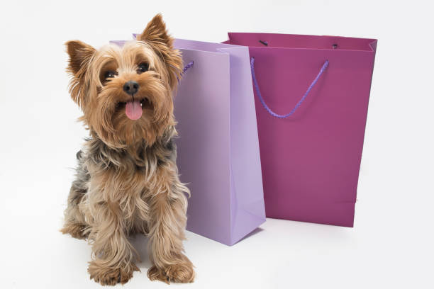 istock A small dog looks funny from a shopping bag 2054643666