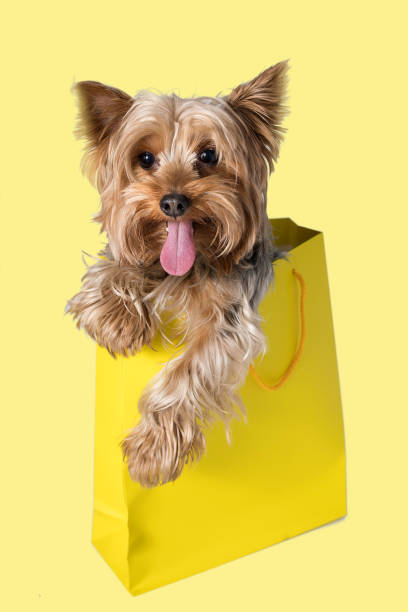istock A small dog looks funny from a shopping bag 2054645782
