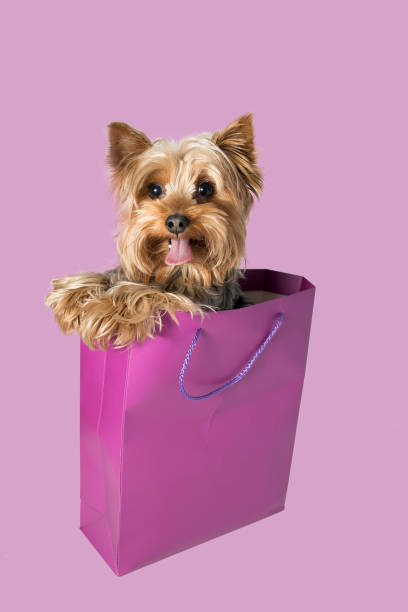 istock A small dog looks funny from a shopping bag 2054646826