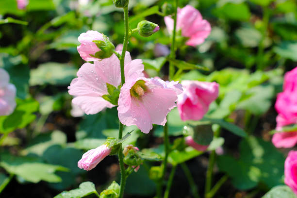 istock Hollyhock flower blooming in the park 2054647838
