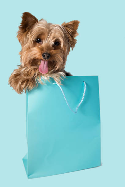 istock A small dog looks funny from a shopping bag 2054647847