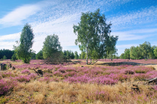 istock Heath landscape with flowering Heather and path 2054669579
