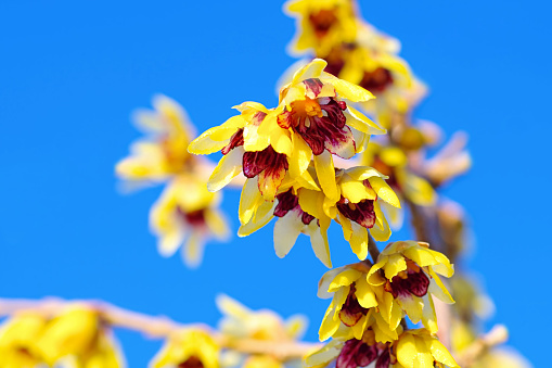 Chimonanthus praecox with yellow flowers is blooming in winter
