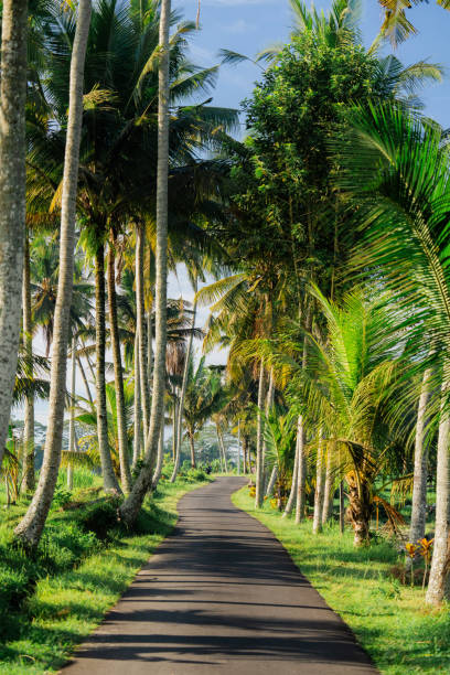 Road through coconut palm grove on tropical island