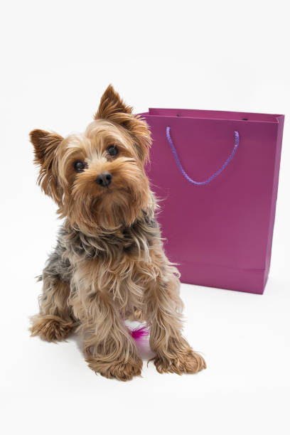 istock A small dog looks funny from a shopping bag 2054680997