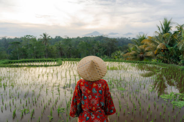 istock Unrecognisable woman  wearing kimono and straw conical hat walking on rice paddy 2054682530