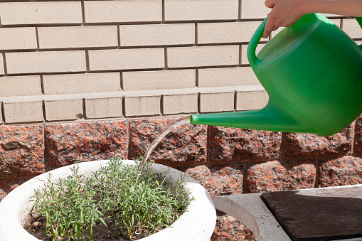 A stream of water pours out of a narrow spout of a plastic watering can over a round stone flowerpot. A sapling grows inside. Behind a brick wall