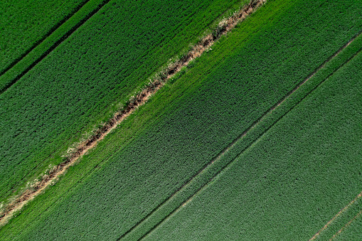 Aerial view Geometrical top view of green wheat corn field. Flying view of green corn seedlings. Corn tops in pattern. Agricultural landscape. Minimalist wallpaper cultivated land. Agrarian industry. Abstract natural pattern