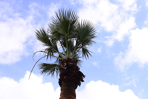 Cloudy sky and palm trees - Close-up