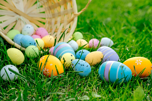 Happy gray brown fluffy Esther bunny sitting on green grass nature background with colorful Esther eggs, long ears rabbit in wild meadow Cute pet animal in backyard, calibration holiday spring time.