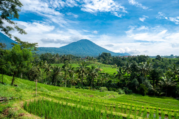 istock Jatiluwih, Bali 2054762830