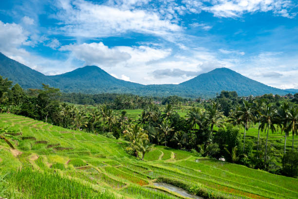 istock Jatiluwih, Bali 2054763350