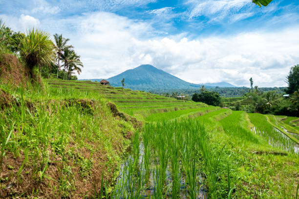 istock Jatiluwih, Bali 2054764931