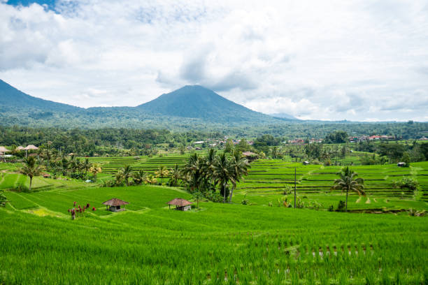 istock Jatiluwih, Bali 2054766500