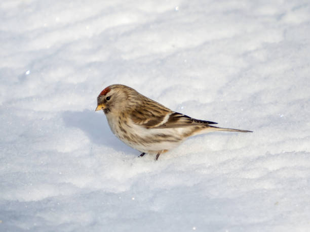 istock Common redpoll or Acanthis flammea 2054782063