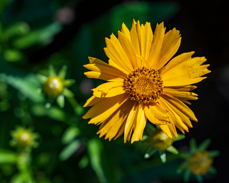 Close-up of yellow flower of Coreopsis on a dark green background.