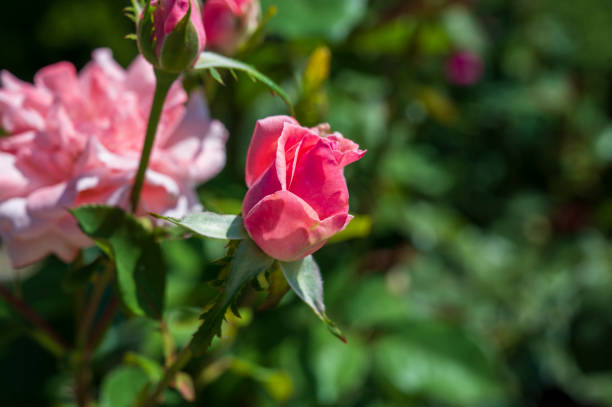 Close-up of flower red rose with green leaves.
