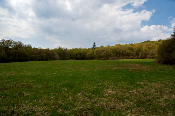 Green meadow and forest on a cloudy day.