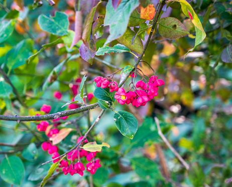 Red flowers and green leaves on a sprig of Euonymus europaeus.