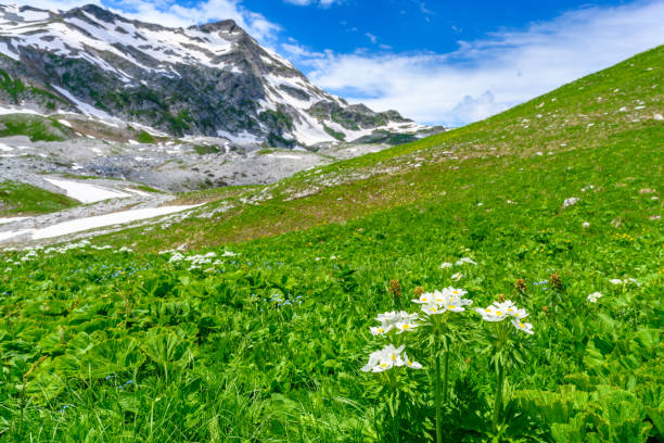 The snow-capped mountain peaks in the tropical forest. The alpine mountains and meadows.