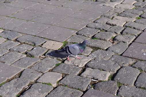 pigeon on the stones of the walkway