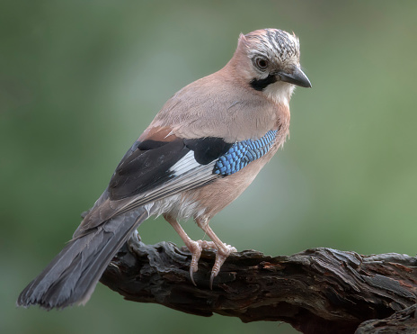 Eurasian Jay perched on a dry branch in front of a natural, green, out of focus background