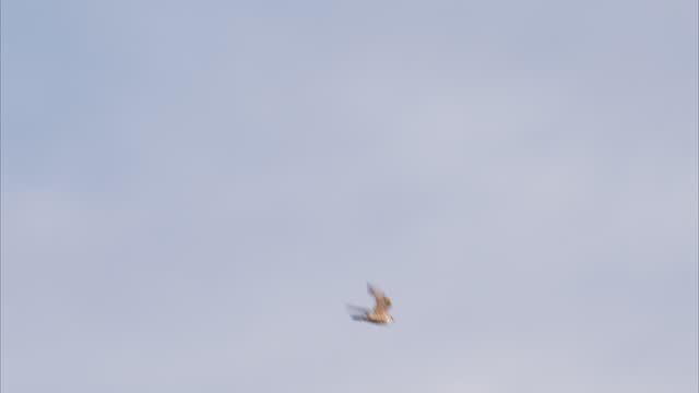 Two Peregrine Falcon fighting (with voice)